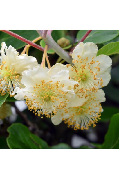 Актинидия деликатесная Атлас Актинідія делікатесна Атлас (запилювач)